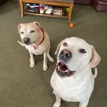 Kaley, Buddy, & Benny Lake 🐶🐶🐱 - @kaleybuddybennylake - Instagram