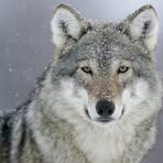 Kali Wolf - Facebook