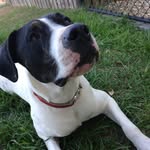 Kaley Young - @kaley_the_dane - Instagram