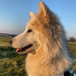 Kali - @kali_alaskan_malamute - Instagram