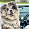 🐾🐻Kali bear🐻🐾 - @kalichow1 - TikTok