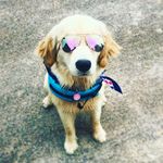 Kali Bear - @kali.goldenbear - Instagram