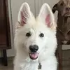 Kali Bear 🤍 - @keepupwithkali - TikTok
