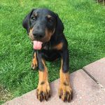 Kali Bear 🐶 - @kali.thedobermann - Instagram