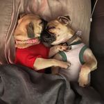 Kali Bear 🧸 & Koba Bean🦖 - @kaliandkoba - Instagram