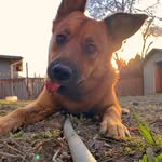 Kali🐶 - @kali._bear - Instagram