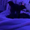 kali - @kalibear222 - TikTok