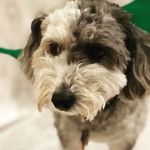 Kali The Pup - @_kali_bear_ - Instagram
