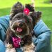 Kali the Yorkie Bear - Facebook