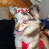 KaliBear🐩 - @kalibear26 - TikTok