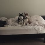 Kali Bennett - @kaliandkostathehuskies_ - Instagram