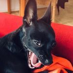 Kali the Black Chihuahua - @kali_blackchihuahua - Instagram