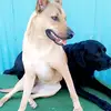 kalibrandt - @pawsitivepupdaycare - TikTok