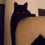 kalikat - @kalicohen - Instagram