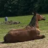 Horse girl - @kali.edwards78 - TikTok