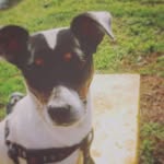 kali - @kali__fox_terrier - Instagram