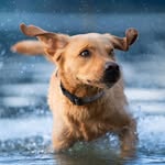 Kali - @kali_foxred_labrador - Instagram