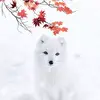 KaliFox - @kali_the_fox - TikTok
