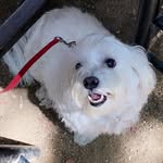kali frederick - @kals_themaltese - Instagram
