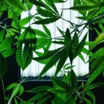 Kali Green Buds - @kaligreenbakegoods - Instagram