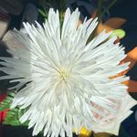 Kali thomas - @katphotography13 - Instagram