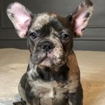 Kali Amelia Walker - @kalithebluemerle - Instagram