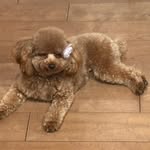 Kali Walker - @kali_the_toy_poodle_from_cali - Instagram