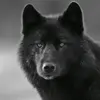 🐺 Kalli Wolf - @npasaoglou - TikTok