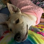Kallie Brown - @kalliebrownoutschool - Instagram