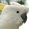 Mr Roy - @kallolroy9581 - TikTok