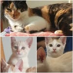 Thebeautycat KAMMO - @kammo_kittu_rocky - Instagram