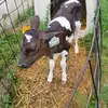 kameronwatson242 - @kameronwatson242 - TikTok