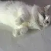 Kaman Ng - @91524925 - TikTok