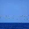 Kamel Daoud - @kamel.daoud - TikTok