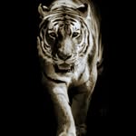 Kamel Alkassem - @kamel_al_kassem - Instagram