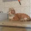 kamel Khatib - @kamel.khatib - TikTok