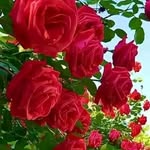 Kamel sultan - @kamelsultan7 - Instagram