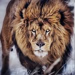 Kamel Sultan - @sultankamel - Instagram