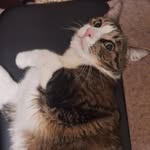 Cameron Carpenter - @cameroncarpenter616 - Instagram