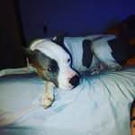 kameron daniels - @kamerondaniels92 - Instagram