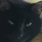 Kameron Ferguson - @bruchieandpennyspetshow - Instagram