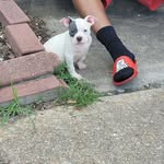 Kameron Moss - @crestwood_bullies757 - Instagram