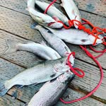 Kameron Sullivan - @teamtroutscouts - Instagram