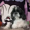 ♥️🐕Cooperandkami♥️ - @cooperandkami - TikTok