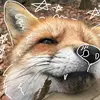𝙆𝘼𝙈𝙄 🦊  ♡ - @kamifox_ - TikTok