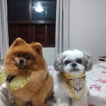 Kami & Fox - @kami_e_fox - Instagram