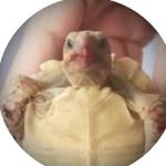 Kami Giles - @dose_of_dwight - Instagram