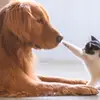 kamimannn7 - @dailyinternetpets - TikTok