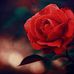 Kamila Root - Facebook