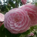 kamirosa - @kamirosa42 - Instagram